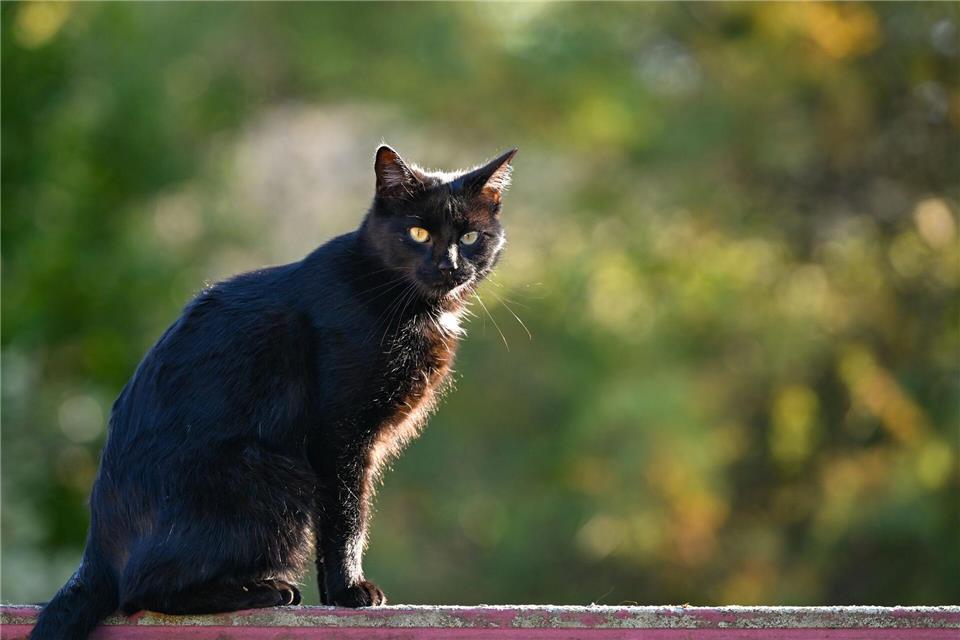 Mit einer Tour durch Rheinland-Pfalz hat der Deutsche Tierschutzbund auf das Leid von Straßenkatzen aufmerksam gemacht (Symbolbild).Patrick Pleul/dpa