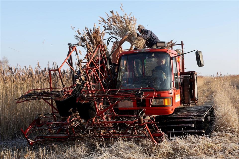 Mit einer umgebauten Pistenraupe samt Mähwerk holt sich Dachdecker Arne Brandenburg den begehrten Rohstoff für Reetdächer.Bernd Wüstneck/dpa