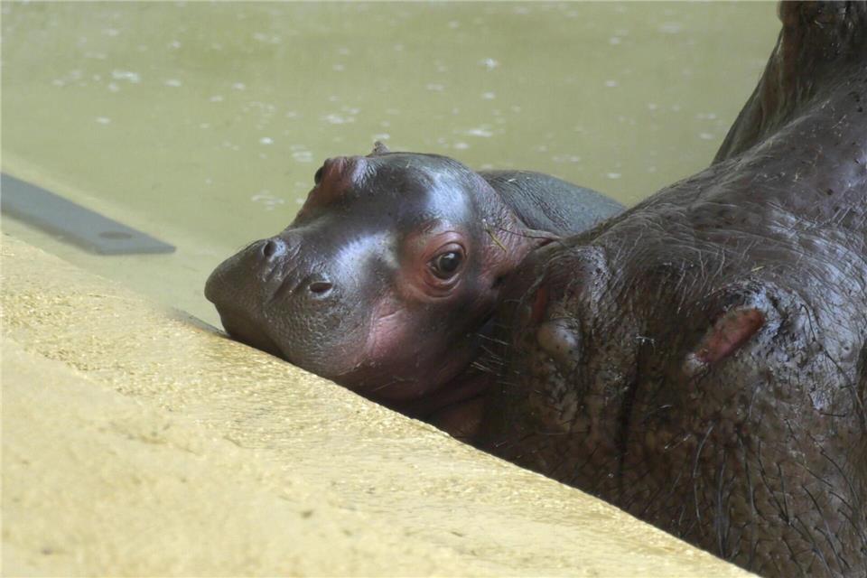 Mit etwa 28 Kilogramm wiegt das Jungtier laut Zoo deutlich weniger als üblich bei neugeborenen Flusspferden.---/Zoo Berlin/Tierpark Berlin/dpa