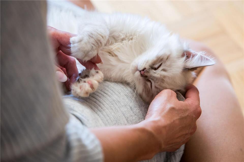 Mit etwas Geduld, ein paar Anpassungen und viel Zuwendung können blinde Katzen ein ebenso erfülltes Leben führen wie ihre sehenden Artgenossen.Christin Klose/dpa-tmn