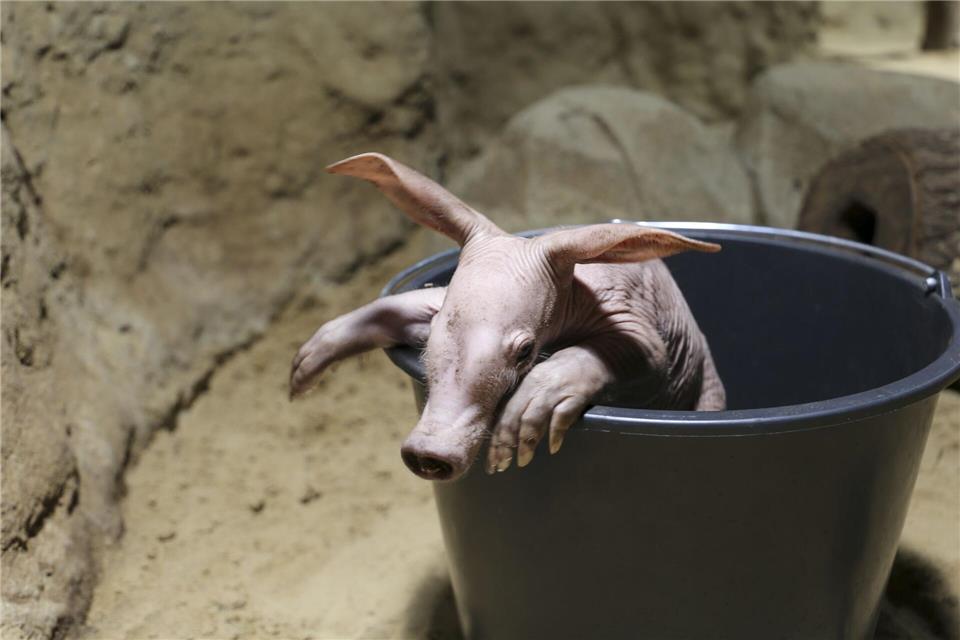 Mit etwas Glück können Zoo-Besucher das kleine Erdferkel in den kommenden Tagen bestaunen. (Handout)---/Zoo Berlin/dpa