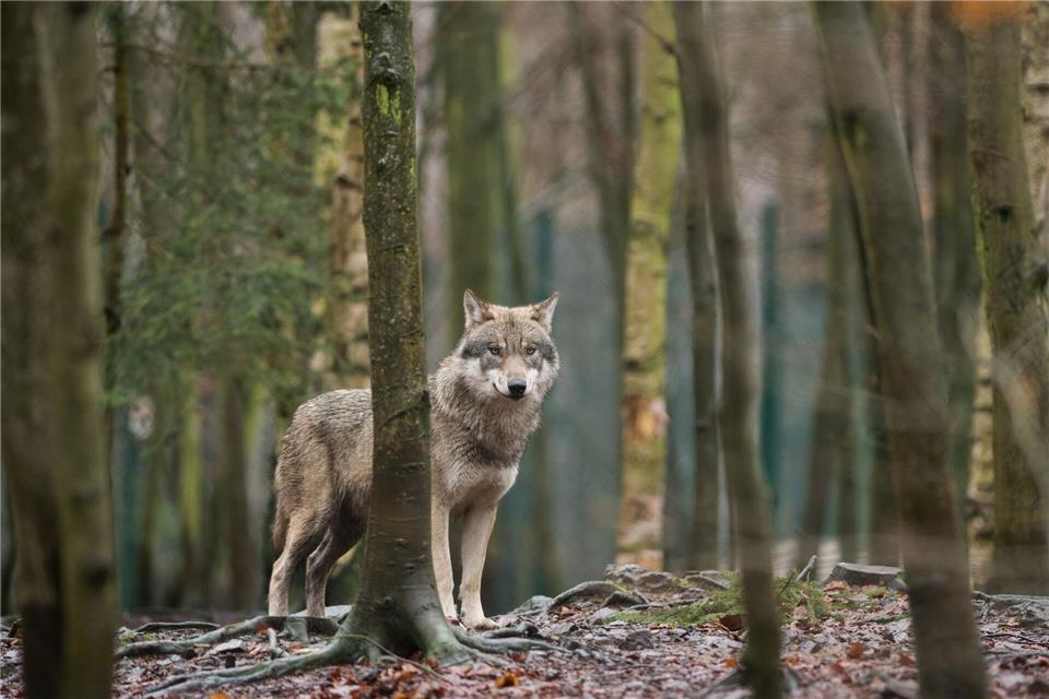 Mit gemischten Gefühlen starten die bayerischen Älpler in die Saison. Sie fürchten Wolfsrisse auf den Alpen und Almen. (Archivbild)Klaus-Dietmar Gabbert/ZB/dpa