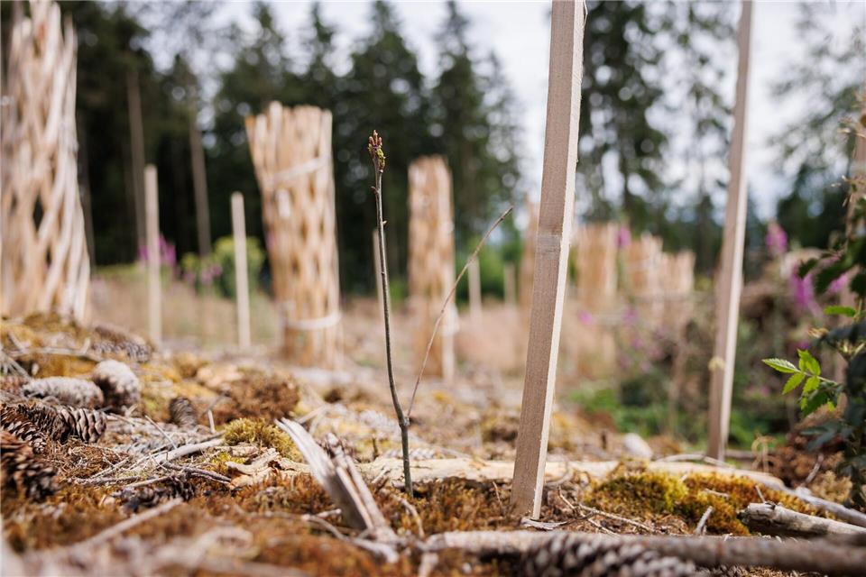 Mit gepflanzten Roteichen soll der Wald klimastabiler werden.Lando Hass/dpa