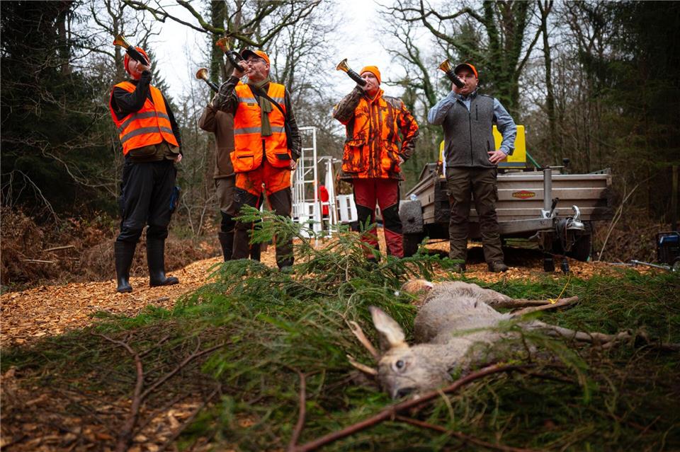 Mit großen Jagden werden die Wildbestände in den Wäldern gesenkt. (Archivbild)Sina Schuldt/dpa