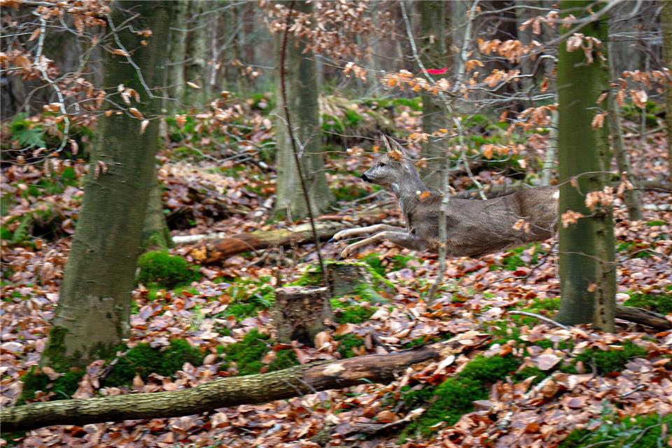 Mit großen Treibjagden werden die Wildbestände in den Wäldern gesenkt. (Archivbild)Sina Schuldt/dpa