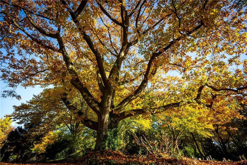 Mit ihrem schön gefärbten Herbstlaub gilt sie als Hingucker. Sina Schuldt/dpa