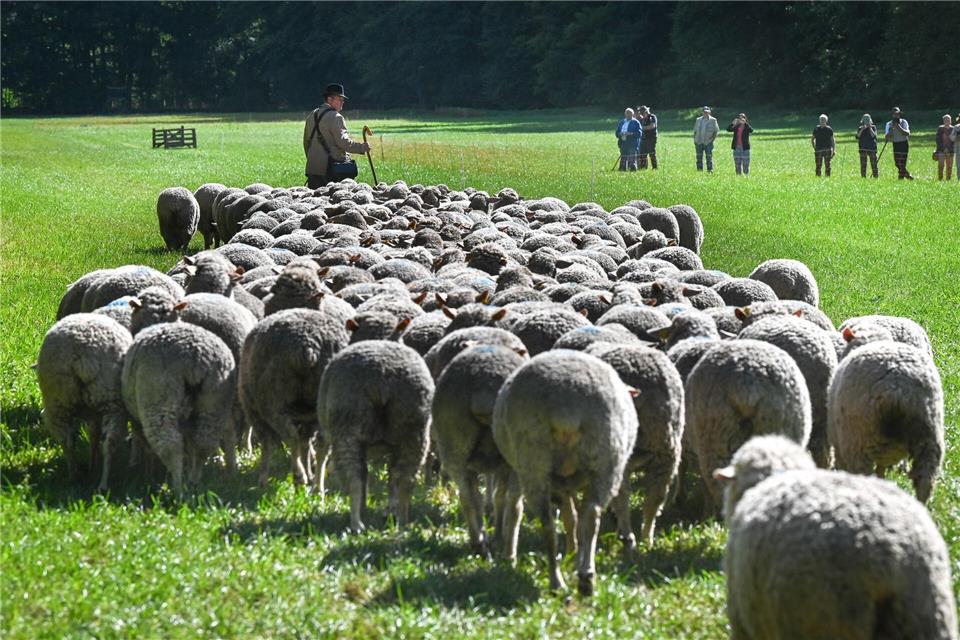 Mit ihren Hütehunden müssen die Schäfer eine Schafherde durch einen Parcours führen. Heiko Rebsch/dpa