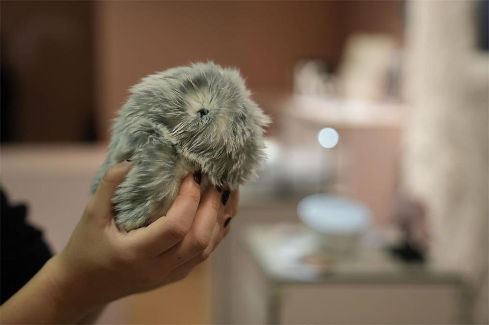 Mit ihren Knopfaugen erinnern Moflins an Hamster. Manuel Genolet/dpa
