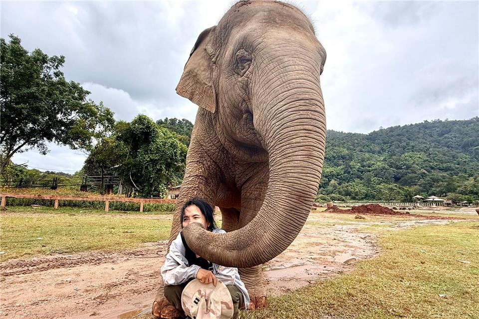 Mit ihren Rüsseln scheinen die Elefanten ihre Retterin zärtlich zu streicheln.Carola Frentzen/dpa