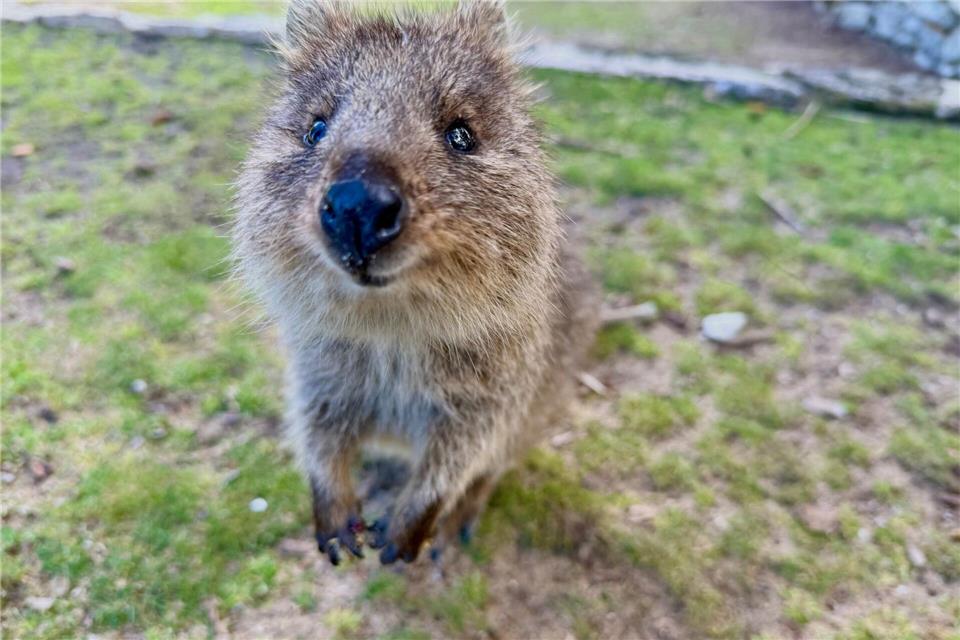 Mit ihrer süßen Mimik sind Quokkas zu Internet-Stars geworden.Carola Frentzen/dpa