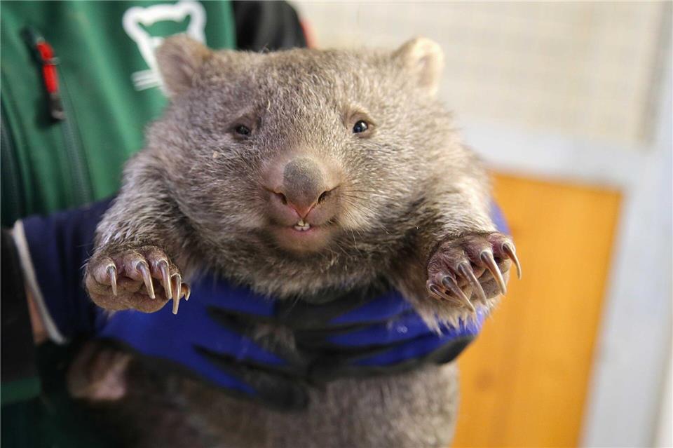 Mit rund 3,8 Kilogramm hat das Wombat-Jungtier im Bergzoo Halle den Beutel verlassen und wächst weiter heran.Tobias Junghannß/dpa