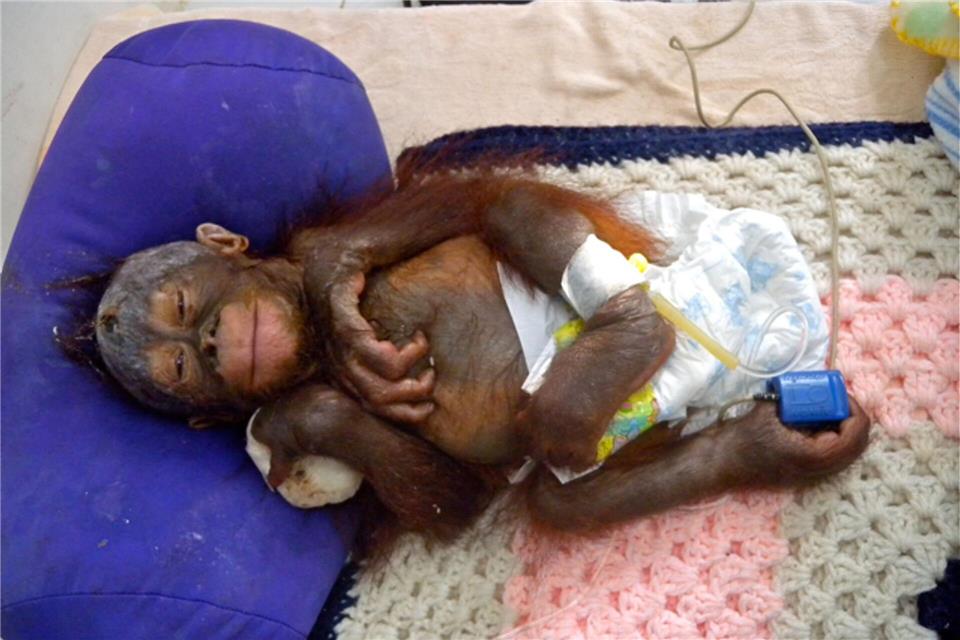 Mit schweren Verbrennungen kam Himba vor fast 15 Jahren ins BOS-Rettungszentrum.-/BOS Foundation/dpa