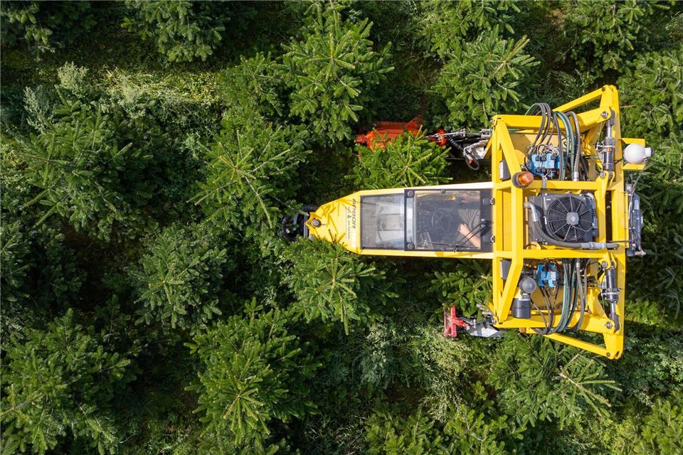 Frost, Trockenheit, höhere Kosten: Tannenbäume werden teurer Mit seinem Baumschultraktor fährt Robert Kleinstäuber vom Weihnachtsbaumhandel „een Baum aus Sachsen“ durch eine Plantage mit Nordmanntannen.Robert Michael/dpa