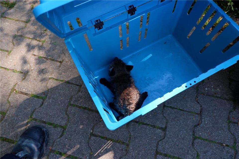 Mit viel Geduld und einem Kescher gelingt die Rettung.-/Feuerwehr Stuttgart/dpa
