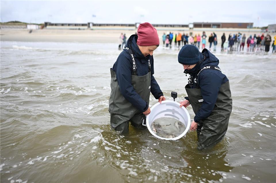 Mitarbeiter des Nordsee-Aquariums entlassen die kleinen Katzenhaie in die Nordsee.Lars Penning/dpa