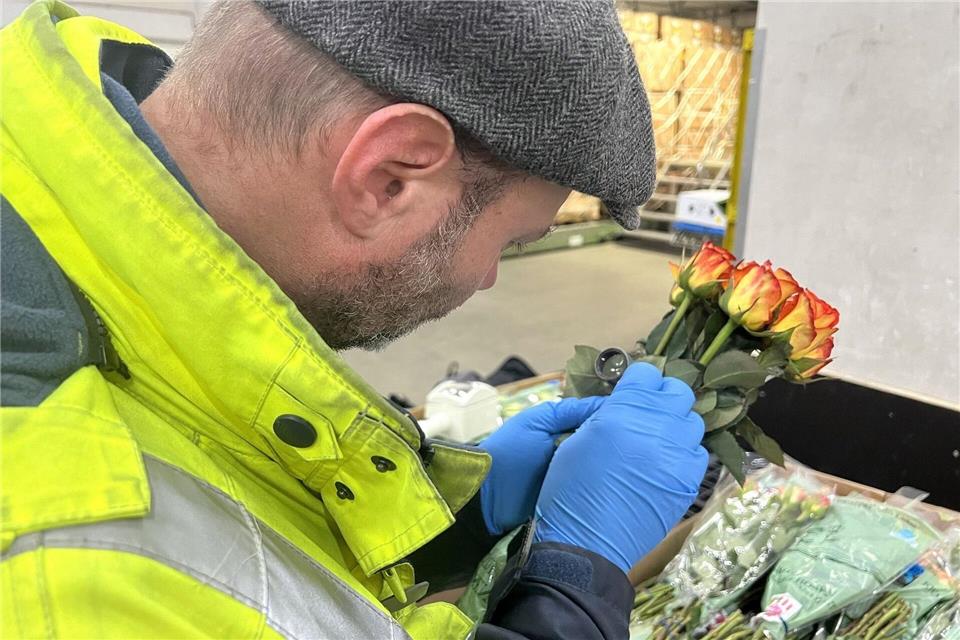 Mitarbeiter des Pflanzenschutzdienstes des Regierungspräsidiums Gießen haben am Frankfurter Flughafen im vergangenen Jahr so viele Zierpflanzen-, Obst- und Gemüse-Sendungen kontrolliert wie noch nie. (Foto Handout)Regierungspräsidium Gießen/dpa