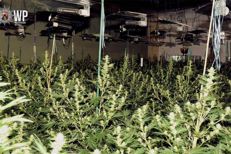 Mitarbeiter des lokalen Energieversorgers hatten die Plantage in einem leerstehenden Gebäude entdeckt. ---/Polizeipräsidium Westpfalz/dpa