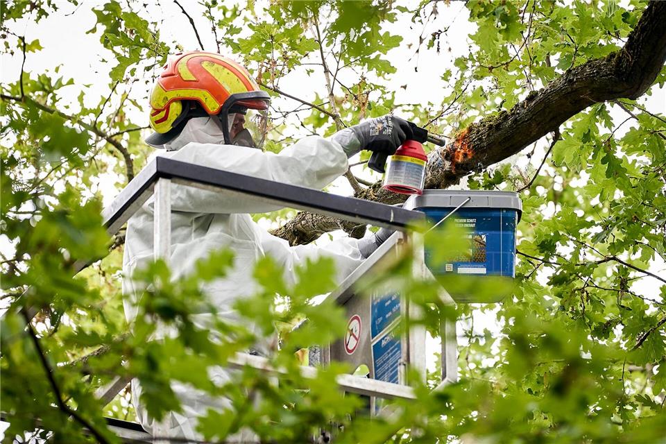 Mitarbeiter einer Spezialfirma entfernt mit Hilfe eines Bunsenbrenners ein Nest des Eichenprozessionsspinners im Stadtteil Jungfernheide. (Archivbild) Michael Ukas/dpa