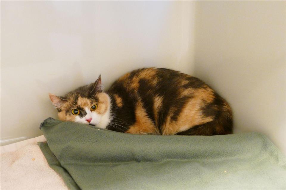 Mitarbeiterinnen fanden die trächtige Katze verängstigt und geschwächt in einem Karton vor dem Tierheim. (Foto Handout)-/Tierschutzverein M�nchen e.V.