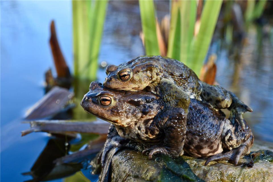 Mitfahrgelegenheit: Männliche Kröten lassen sich auf dem Weg zum Laichplatz von Weibchen tragen.Patrick Pleul/dpa/dpa-tmn