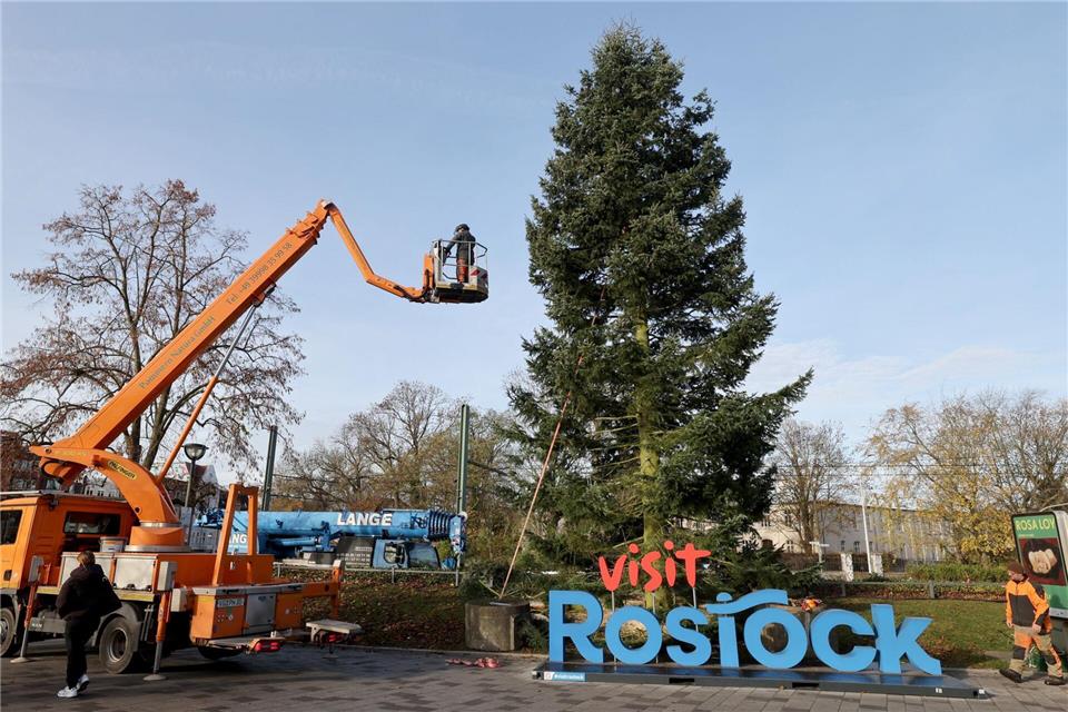 Mithilfe eines Krans wurde der Rostocker Weihnachtsbaum gesetzt.Bernd Wüstneck/dpa