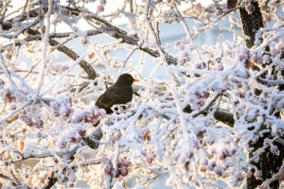 Mithilfe von Eis- und Frosttage kann beschrieben werden, wie hart ein Winter war. (Archivbild)Frank Rumpenhorst/dpa