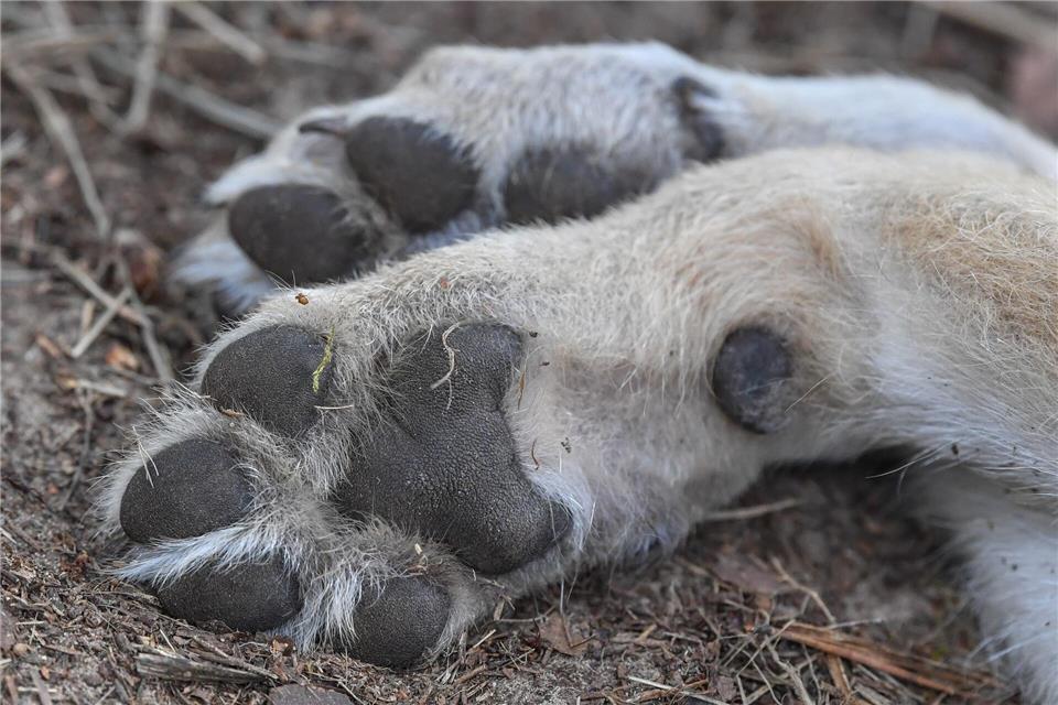 Mitte Oktober fand ein Zeuge den toten Wolf im Wald. (Symbolbild)Patrick Pleul/dpa