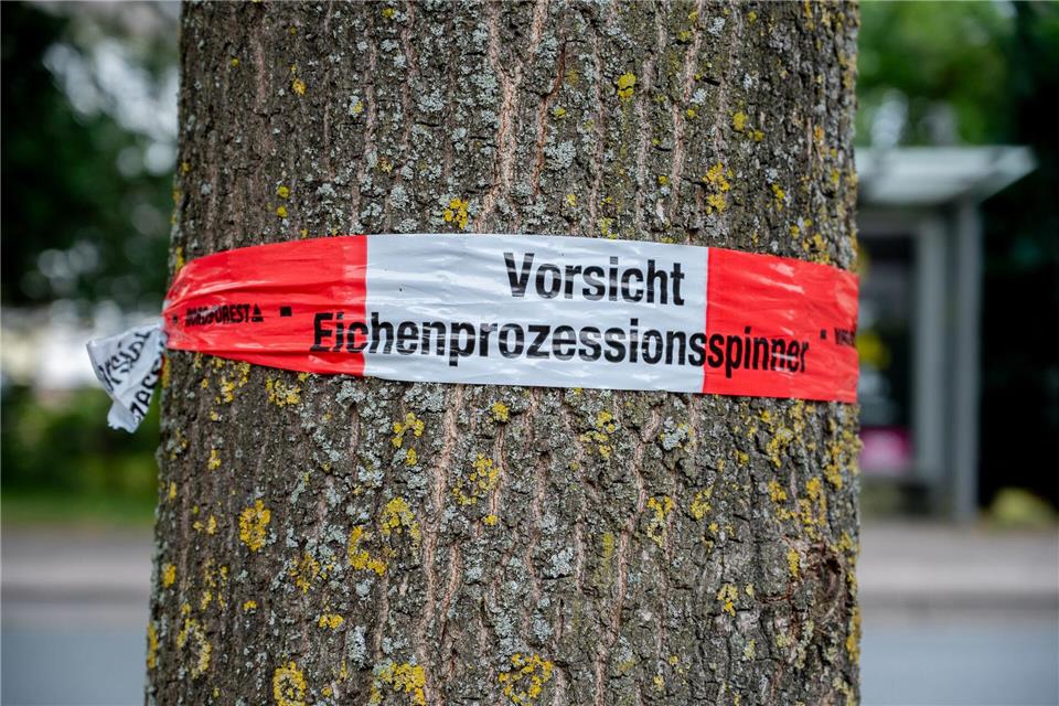 Mittel- bis langfristig ist laut Hessen Forst eine weitere Ausbreitung des Eichenprozessionsspinners in bislang weniger betroffene nördlichere Landesteile zu erwarten. (Symbolbild)Hauke-Christian Dittrich/dpa