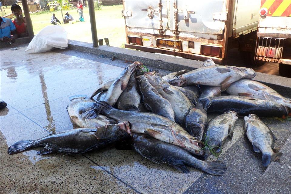 Mittelgroße Nilbarsche aus dem Viktoriasee. (Archivbild)picture alliance / dpa