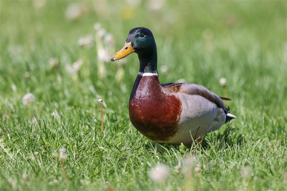 Mitten im Bein einer Stockente steckt ein Projektil. Jetzt ermittelt die Polizei in Bad Bramstedt wegen eines möglichen Verstoßes gegen das Tierschutzgesetz. (Symbolbild)Jan Woitas/dpa