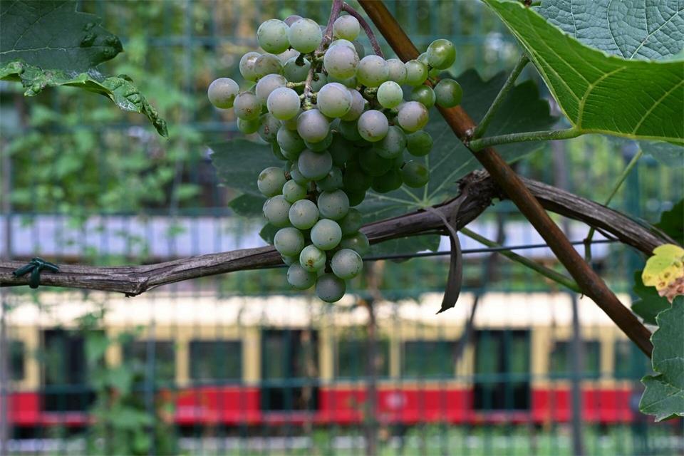 Mitten in der deutschen Hauptstadt wächst Wein. Dahinter fährt die S-Bahn. Michael Brandt/dpa
