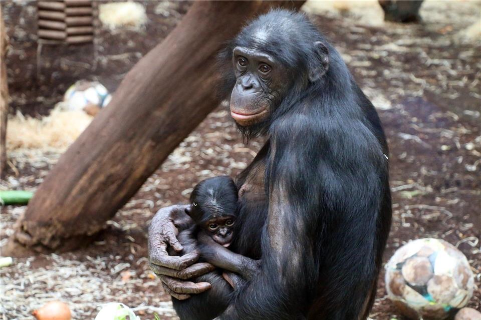Mixi hat wieder ein Jungtier. Das Bonobo-Weibchen ist laut Zoo „eine erfahrene Mutter“. -/Zoo Frankfurt/dpa
