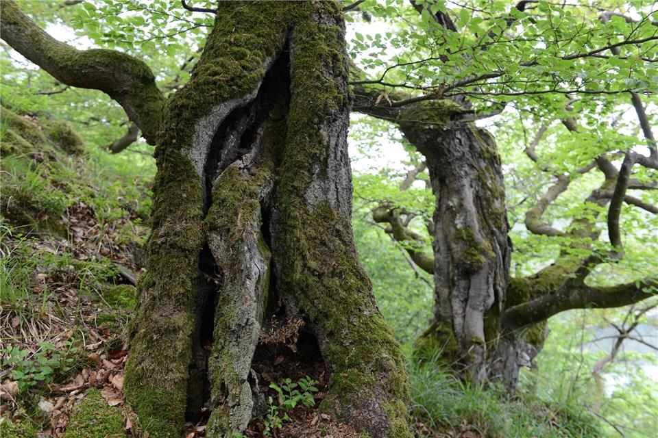 Mobilfunkmasten etwa im geschützten Nationalpark Kellerwald-Edersee errichten? Keine optische Bereicherung - in solchen Fällen soll für Handyempfang künftig auch Satellitentechnik weiterhelfen. (Archivbild)Uwe Zucchi/dpa