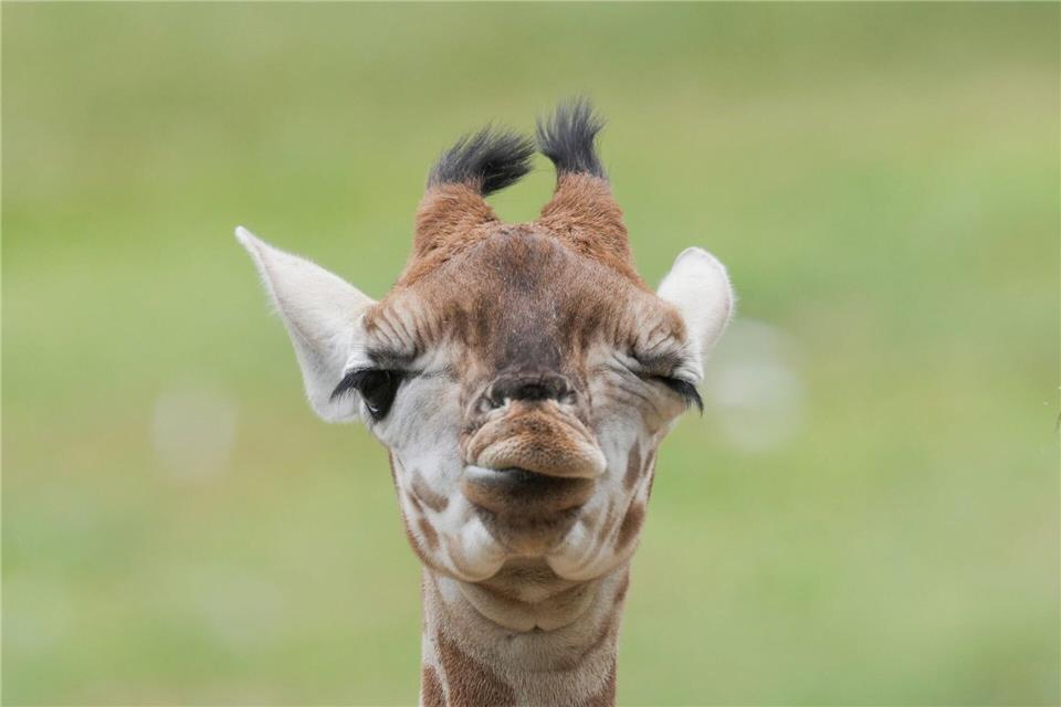 Model Linus Weber wird Namenspate für GiraffenbabySven Kaeuler/dpa