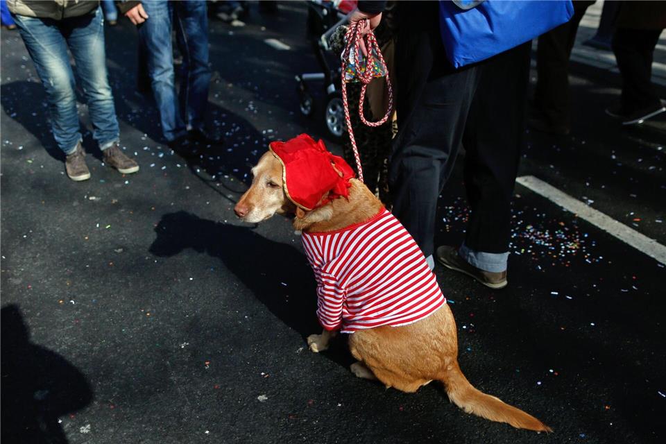 Mögen keine Kostüme und keinen Lärm: Faschingspartys und Karnevalsumzüge sind für Hunde eine Tortur.Ina Fassbender/dpa/dpa-tmn