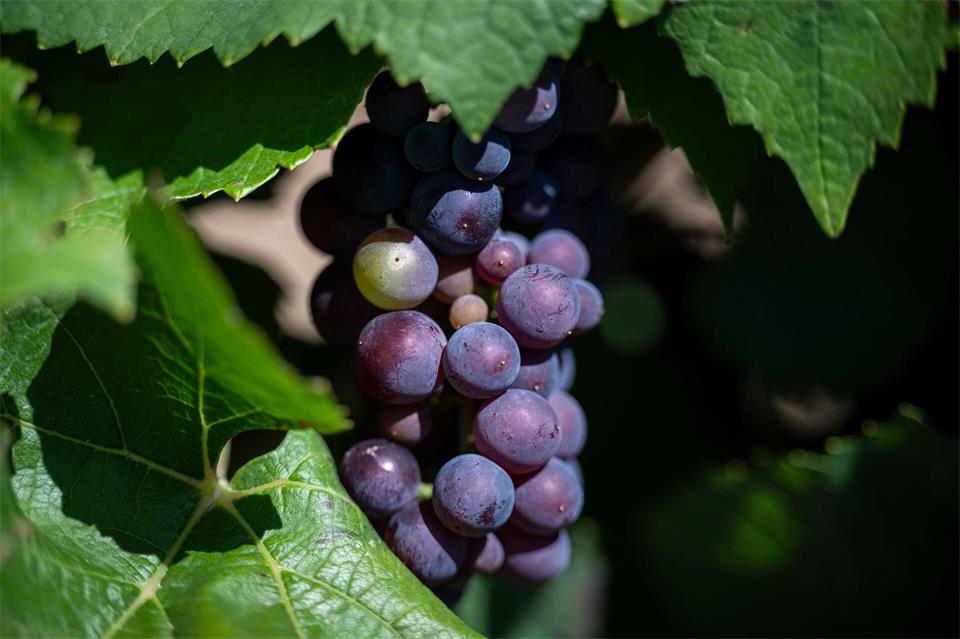 Möglich gemacht wird die sogenannte Krisendestillation für Rot- und Roséweine aus Rheinhessen und Württemberg. (Archivfoto) Hannes P. Albert/dpa