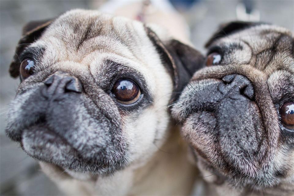 Möpse sind bei Hundehaltern beliebt, leiden aber durch ihre Optik. (Symbolbild)Frank Rumpenhorst/dpa/dpa-tmn