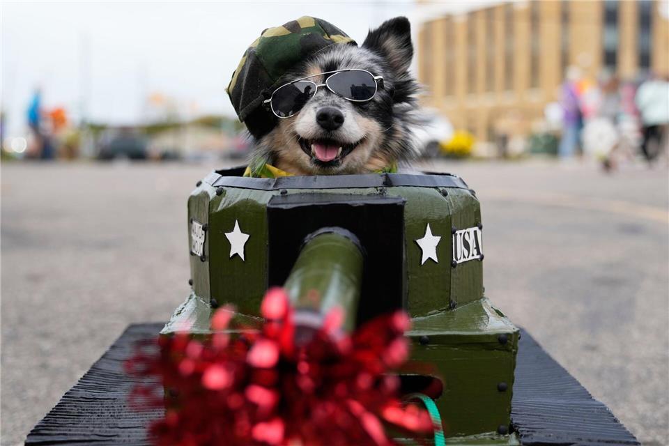 Bilder des Tages Mojo, der Hund im Panzerkostüm, macht sich bereit für den Halloween-Einsatz – Leckerlis statt Munition!Ryan Sun/AP/dpa