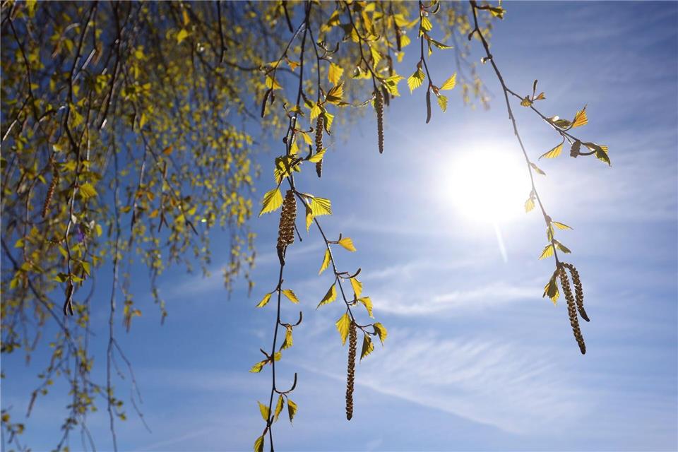 „Momentan blühen deutschlandweit die Birken, deshalb haben wir eine sehr hohe Konzentration“, sagt Carola Grundmann von der Human-Biometeorologie des DWD. (Symbolbild)Karl-Josef Hildenbrand/dpa