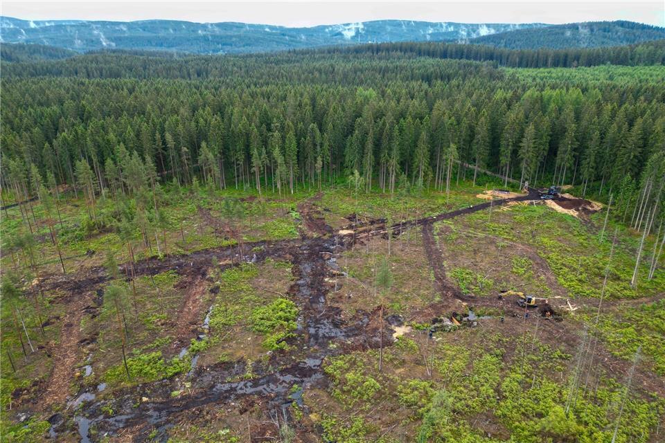 Moore sind in Zeiten des Klimawandels wichtig, da sie zur Kühlung der Natur beitragen. (Archivbild)Hendrik Schmidt/dpa