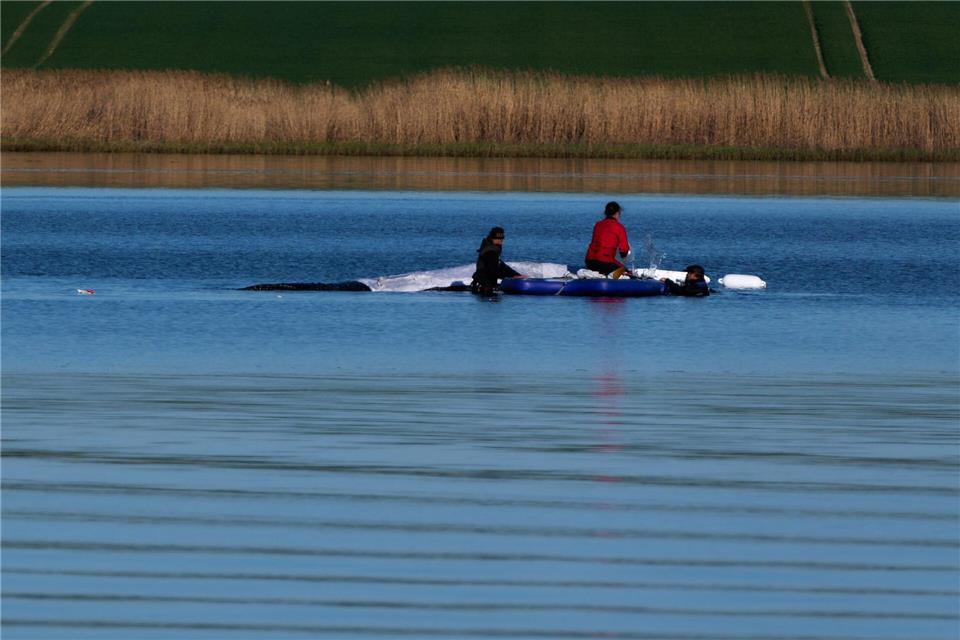 Morgendliche Routine beim BuckelwalMarcus Golejewski/dpa