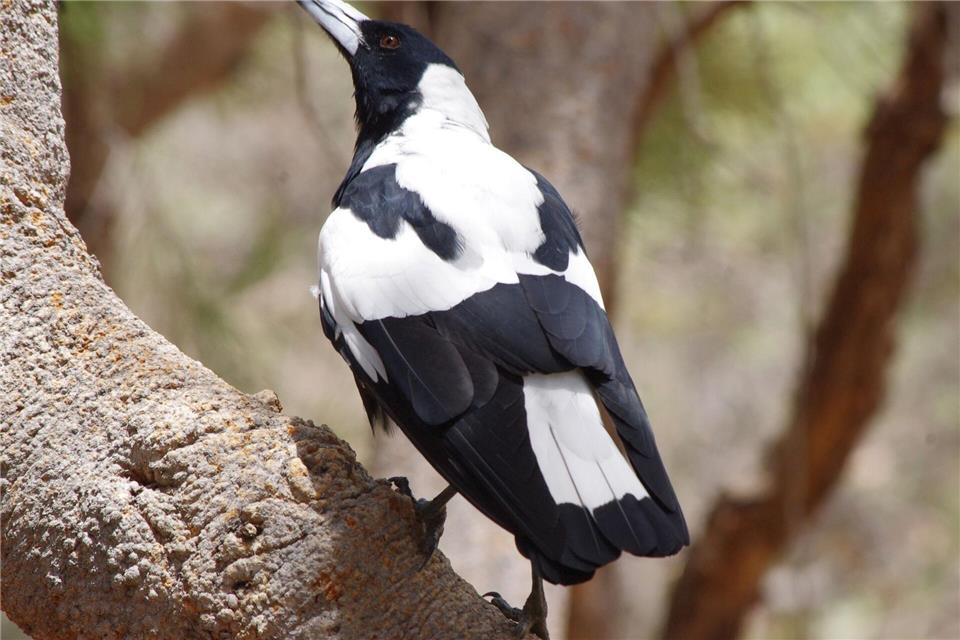 Magpies: Australiens überraschende Angreifer aus der Luft Mr. Sox besucht oft Baz Collis.Baz Collis/dpa