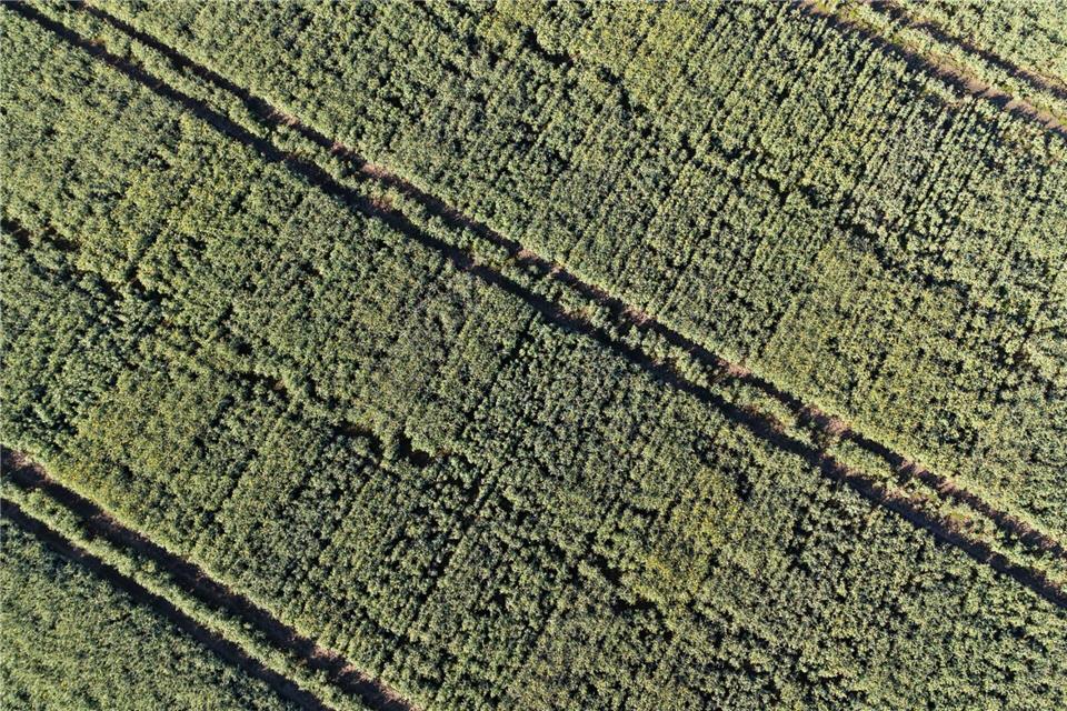 Müller bewirtschaftet 255 Hektar, davon 135 Hektar Ackerland, mit in diesem Jahr etwa 40 Hektar Raps.Christian Charisius/dpa