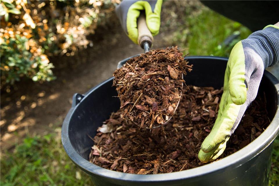 Mulch auf dem Boden hilft bei Starkregenfällen - und bei Trockenheit.picture alliance / dpa-tmn