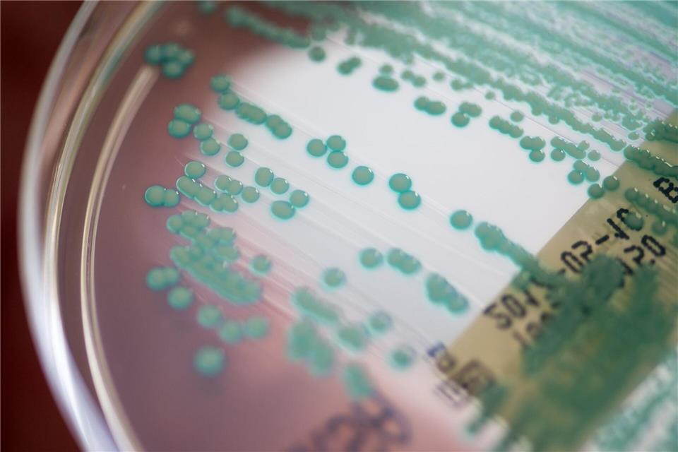 Multiresistente Keime sind auf dem Vormarsch. (Symbolbild)Armin Weigel/dpa