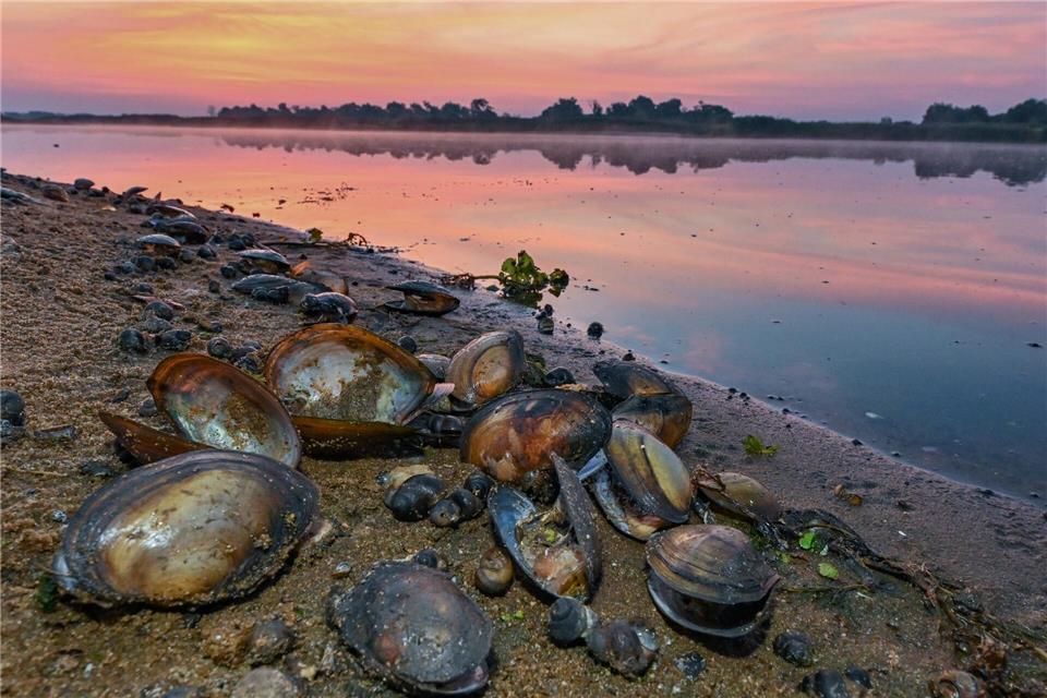 Muscheln und Schnecken brauchen noch Jahre, bis sie sich nach der Umweltkatastrophe erholen können. (Archivbild)Patrick Pleul/dpa