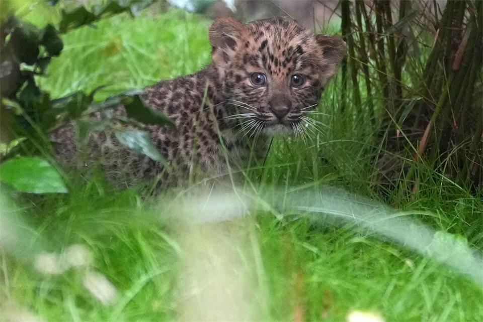 Mutig erkundet ein nordchinesisches Leopardenbaby das neue Gehege im Tierpark Hagenbeck. Marcus Brandt/dpa