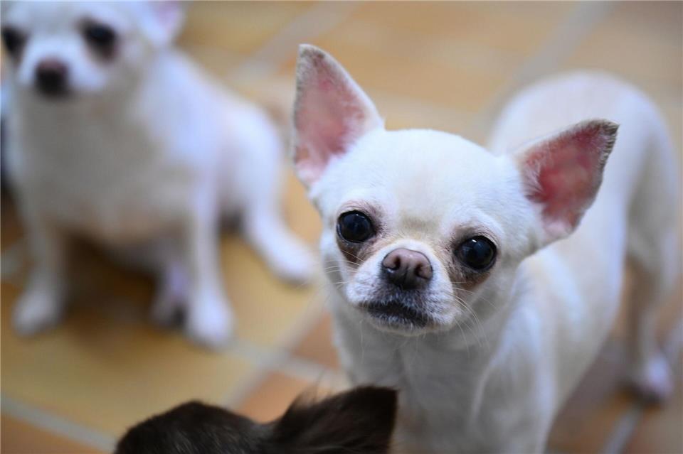 Mutmaßlich ein Chihuahua soll einen Jungen in Weinheim gebissen haben. (Symbolbild)Bernd Weißbrod/dpa