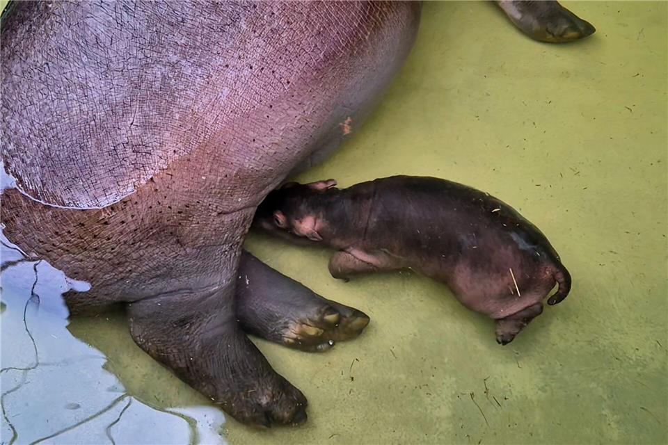„Mutter Nala lässt ihren kleinen Bullen regelmäßig trinken, das ist ein überaus erfreuliches Zeichen für uns“, sagte Zoo- und Tierparkdirektor Andreas Knieriem.Zoo Berlin/dpa