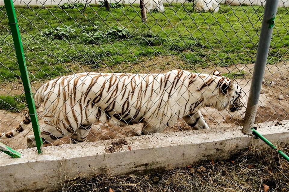 Nach Angaben der Behörden wiegt der entlaufene Tiger rund 130 Kilogramm. -/mexikanische Umweltbehörde/dpa